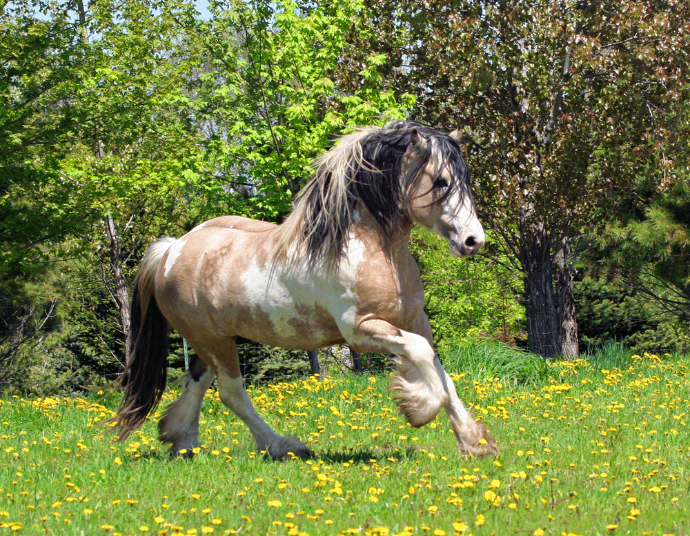 gypsy vanner buckskin paint