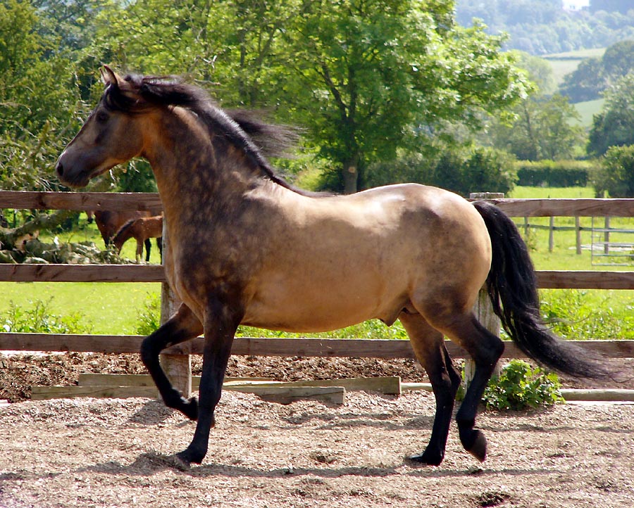 gypsy vanner buckskin paint