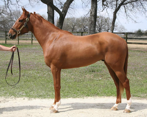 chestnut horses