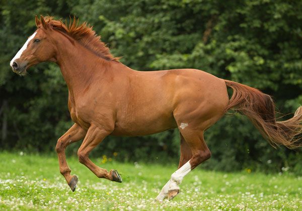 chestnut horses