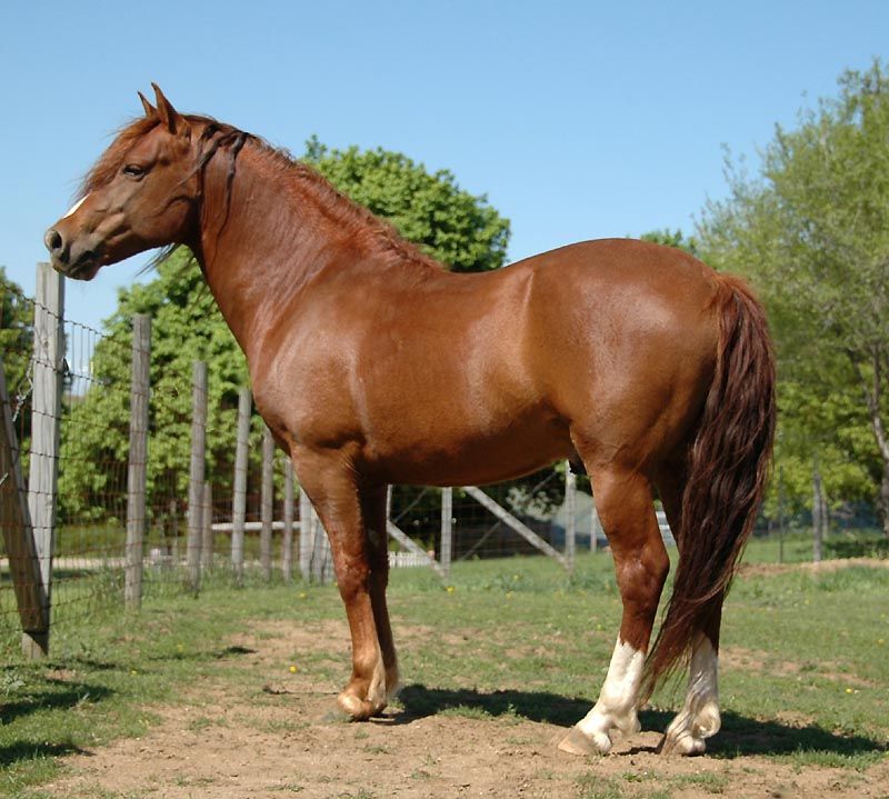 Terra by Battat orses for TAI Chestnut-Morgan-Horse