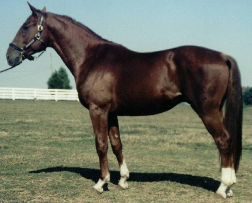 Liver Chestnut Horse With White Brindling