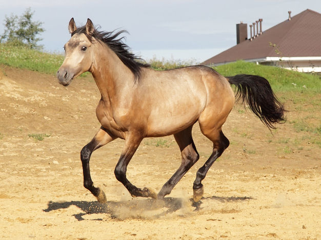 yellow dun horse