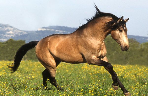 Buckskin Horse Facts With Pictures Horsebreedspictures Com