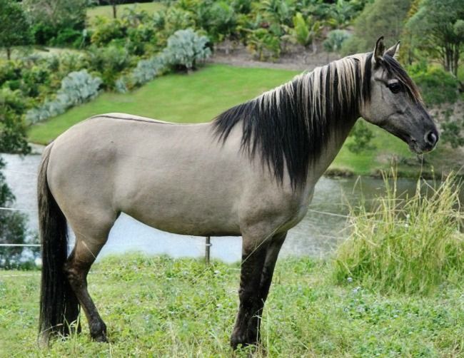 grulla azteca horse