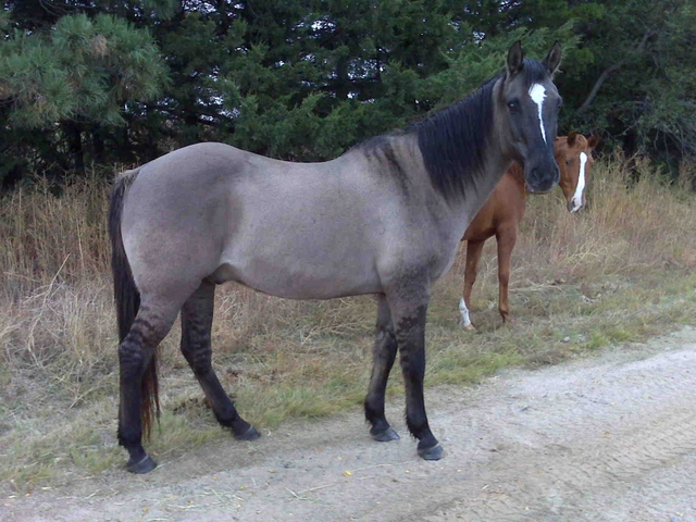 Silver Grulla Paint Horse