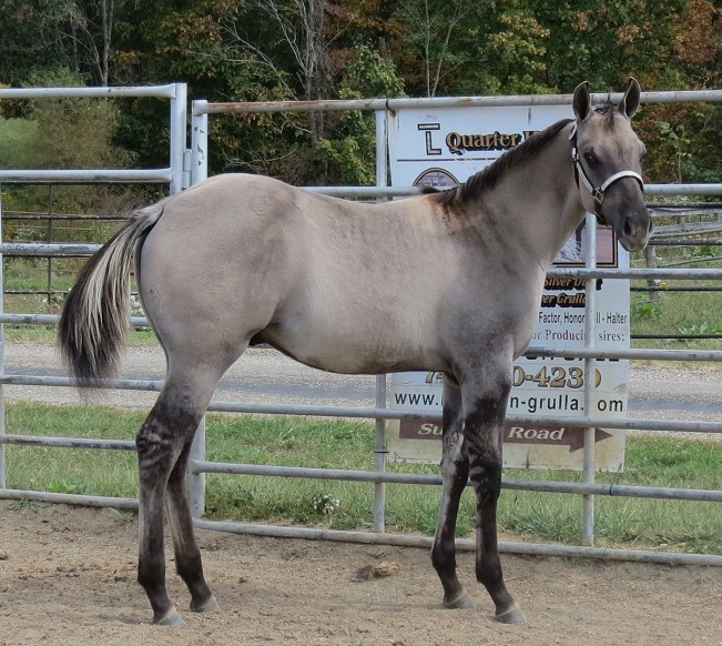 grulla azteca horse