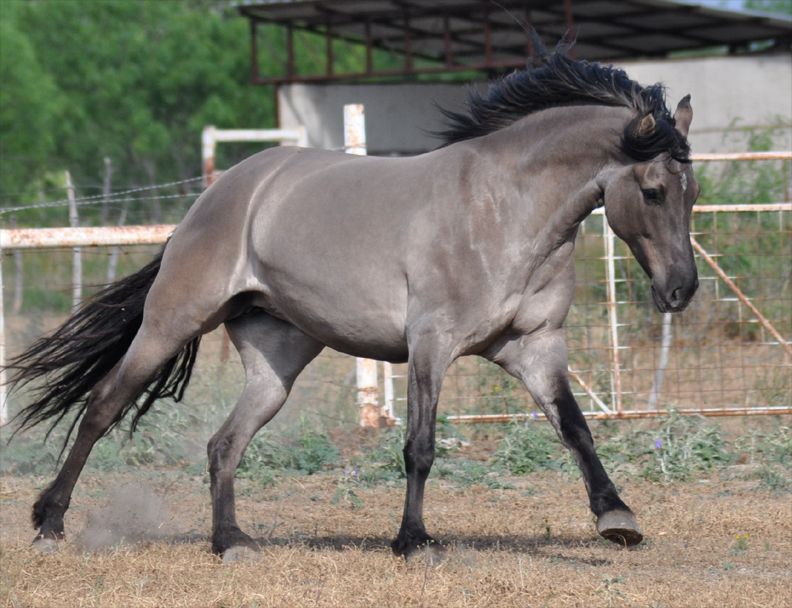 grulla azteca horse