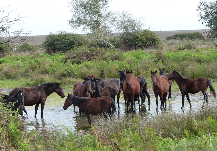 Horse Habitat Where Do They Live Horsebreedspictures Com