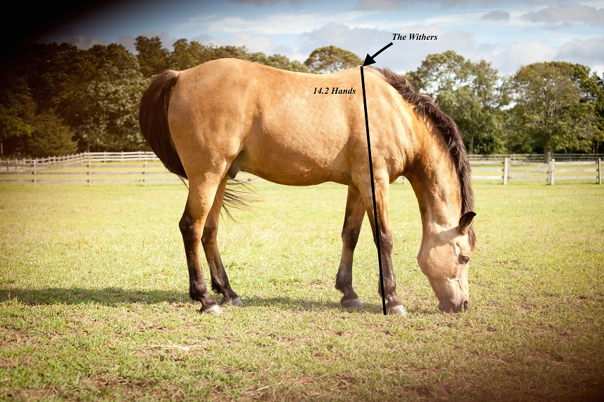 Miniature Horse Height Chart