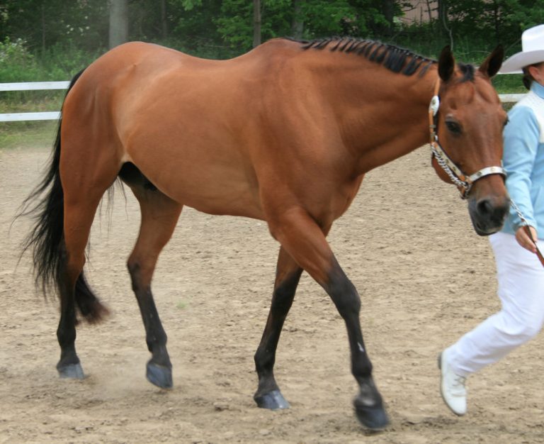 Bay Horse hechos con imágenes Share me