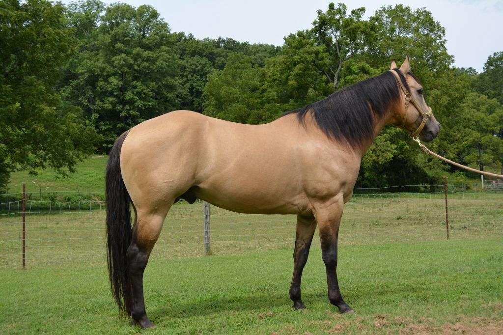 buckskin horse for sale uk