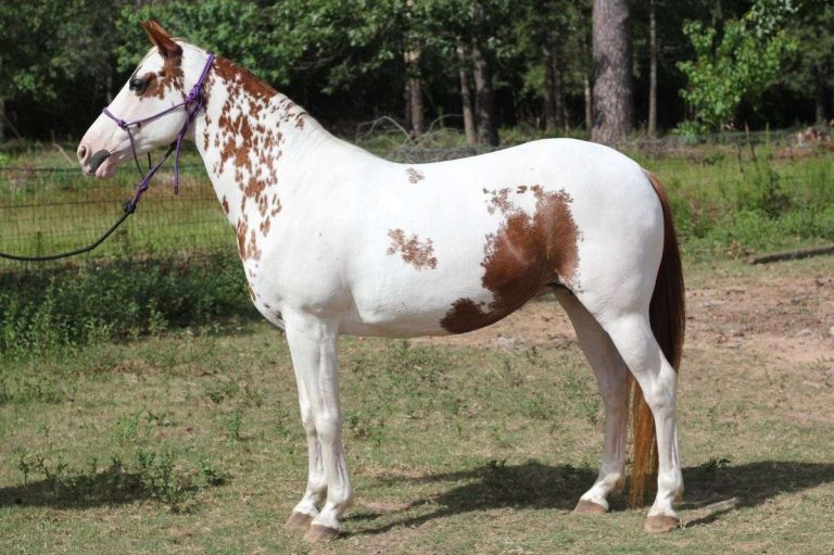 Pinto Horse Facts with Pictures