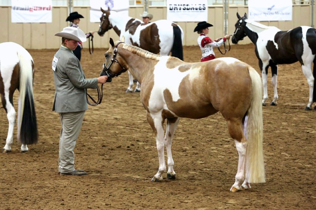 Pinto Horse Facts with Pictures | HorseBreedsPictures.com