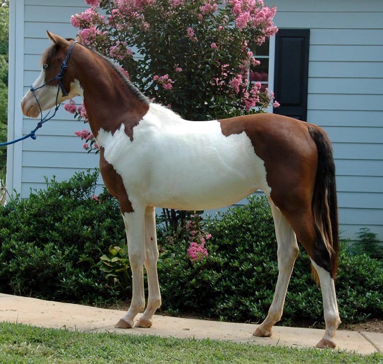 Pinto Horse Facts with Pictures