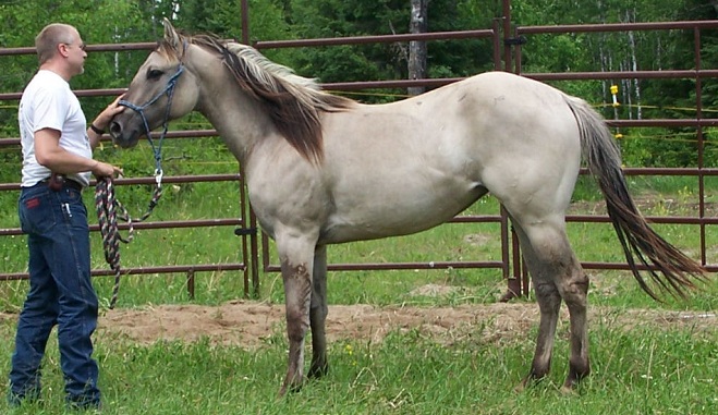 grulla azteca horse