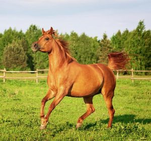 Sorrel Horse Facts with Pictures