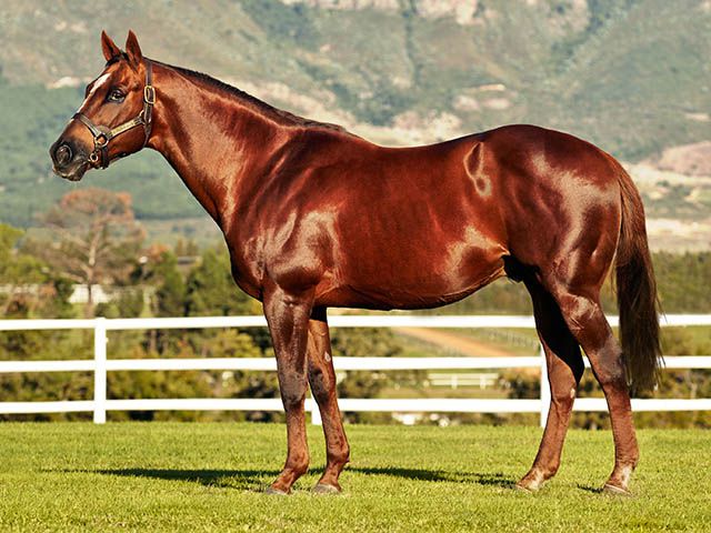 chestnut horses