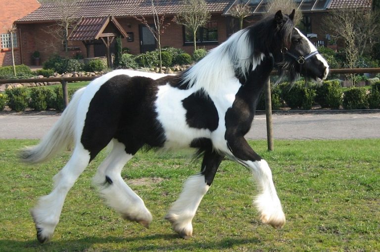 Piebald Horse Facts with Pictures