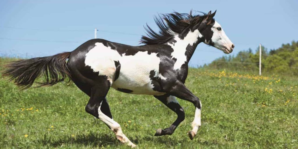 Piebald Horse Facts with Pictures