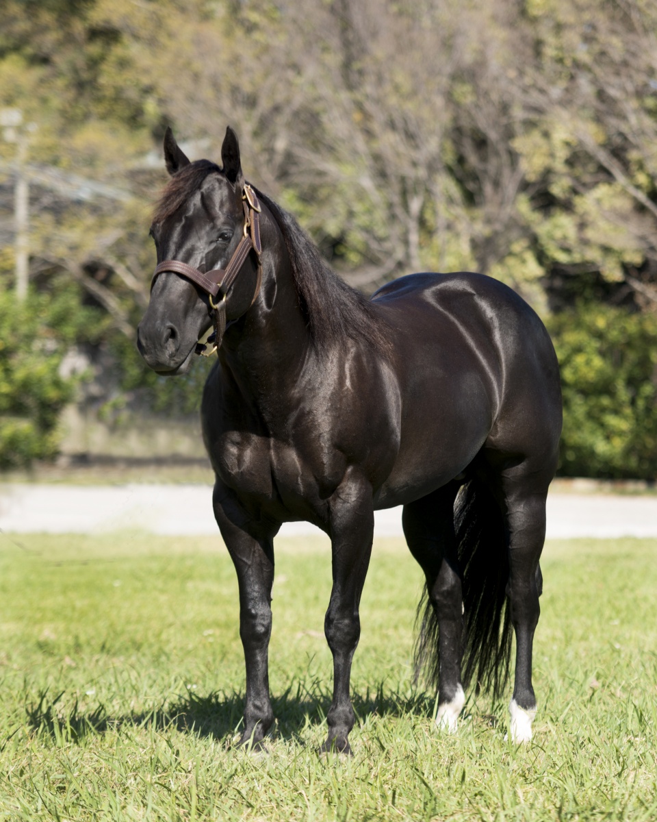 dark bay american quarter horse