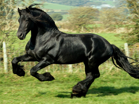 الحصان الأسود.. لون رائع وخصائص مميزة.. صور