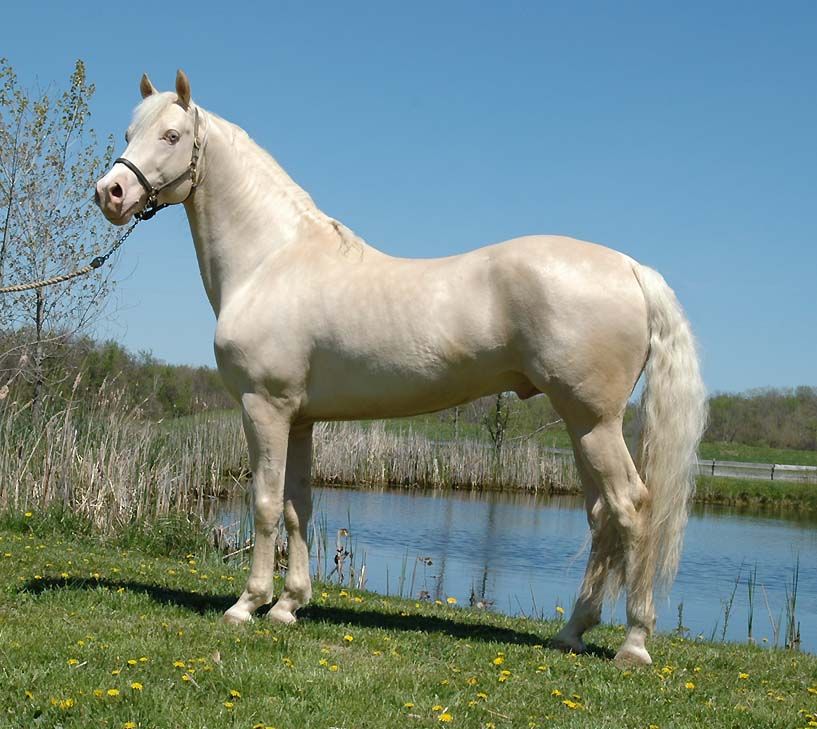 Cremello Horse
