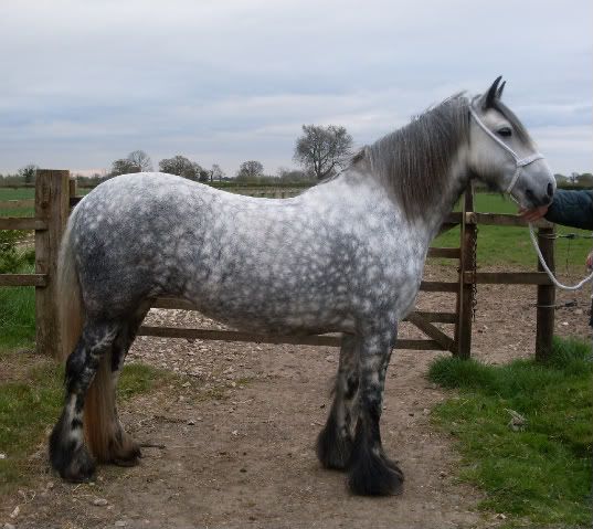 Dapple-Grey-Draft-Horse.jpg