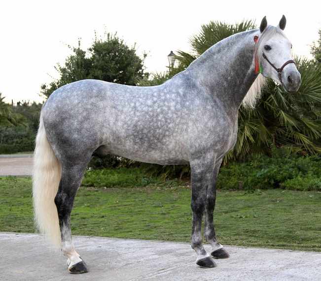 Dapple Gray Horse Facts with Pictures