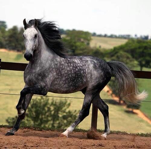 Dapple-Grey-Horse-Pictures.jpg