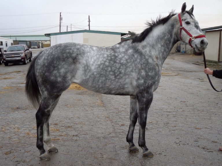 Dapple Gray Horse Facts with Pictures | HorseBreedsPictures.com