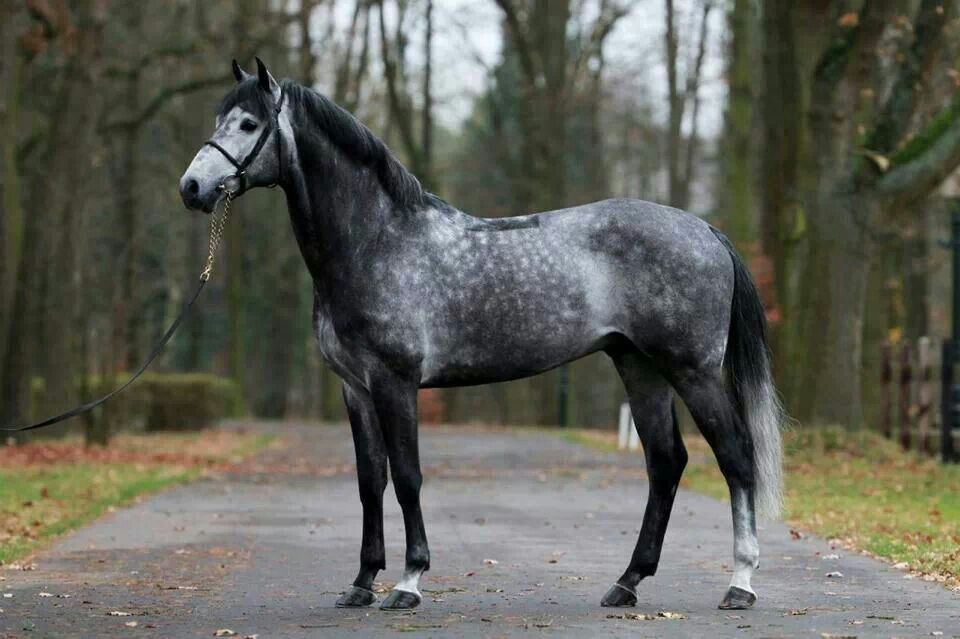 Dark Grey Horse