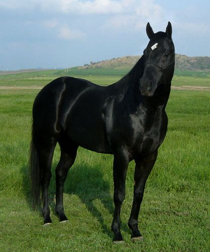 الحصان الأسود.. لون رائع وخصائص مميزة.. صور