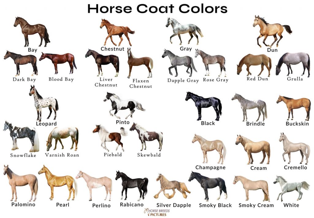 Different Horse Colors with Pictures